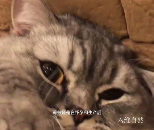 宠物猫该怎么养肥