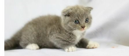 宠物猫毛色怎么样