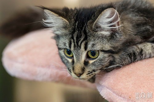 新手怎么遛宠物猫