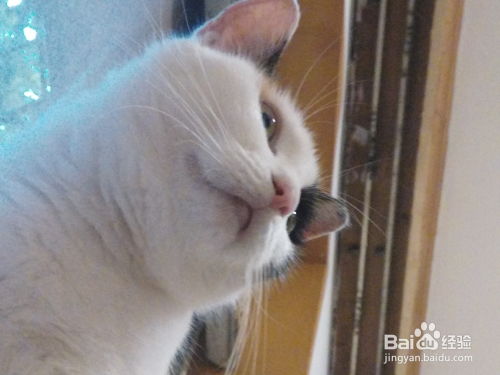 怎么跟宠物猫玩
