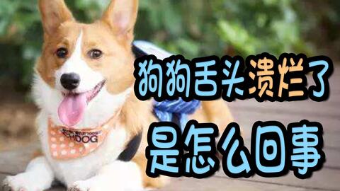 宠物狗舌头烂了怎么办啊