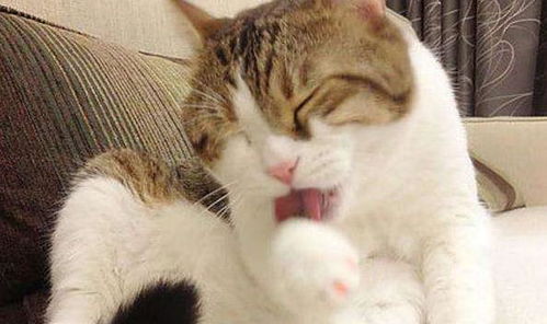 宠物猫老舔毛是怎么事