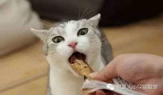 怎么让宠物猫吃饭