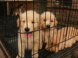 销售宠物狗小型犬怎么样