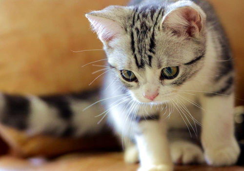 宠物猫产崽太多了怎么办