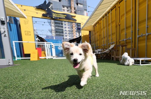 怎么在家园里面养宠物狗