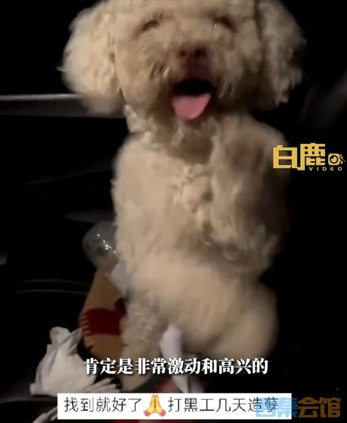 我的宠物狗被偷了怎么办