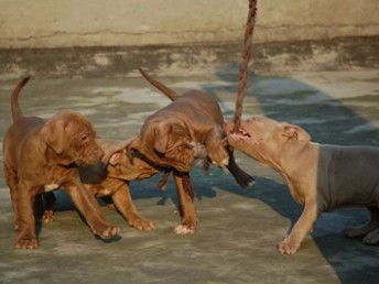 比特犬幼犬多少钱一只