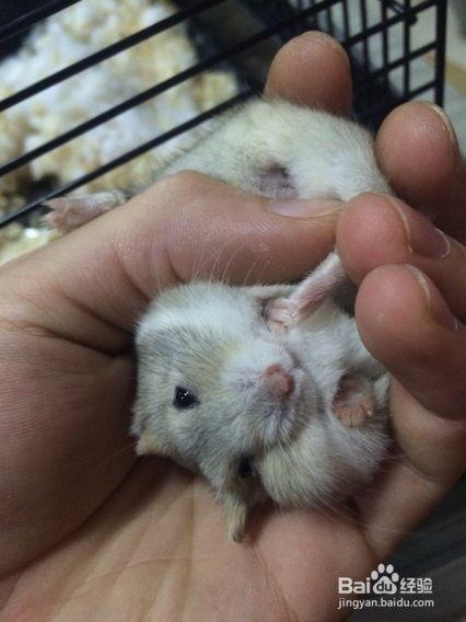 宠物猫被咬出血了怎么办