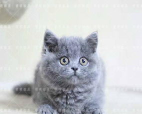 宠物猫活体幼猫怎么托运