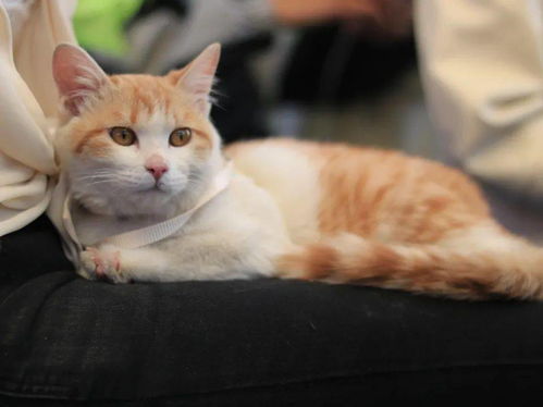 线下怎么领养宠物猫