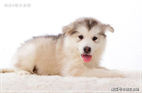 怎么选一只宠物狗幼犬