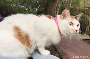 宠物猫怎么训练叫唤