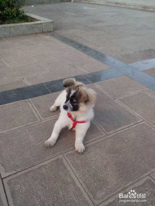宠物狗拉屎会叫吗怎么办