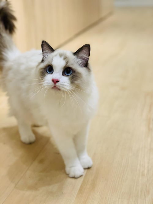 布偶宠物猫怎么选择