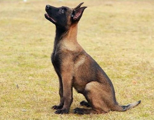 宠物狗粮马犬怎么喂好