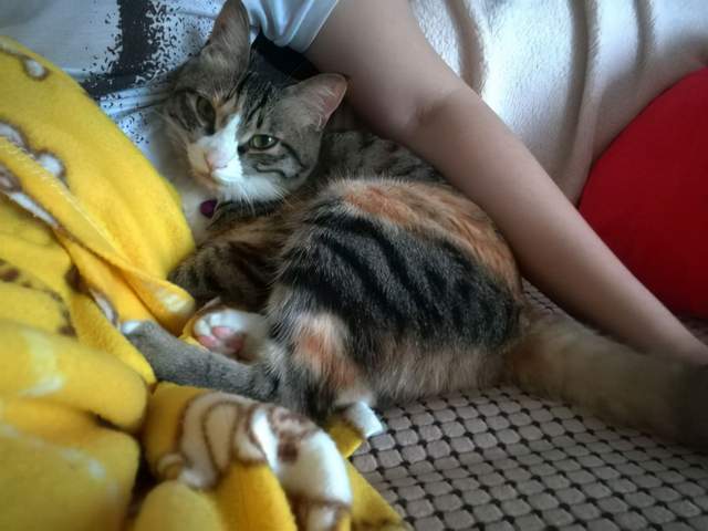宠物猫驱虫后怎么清洗