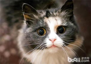 家里宠物猫咬人怎么处理
