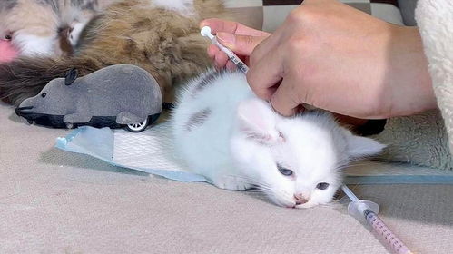 给猫打针多少钱一针