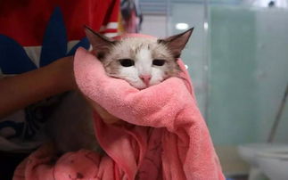 家养的宠物猫怎么洗澡
