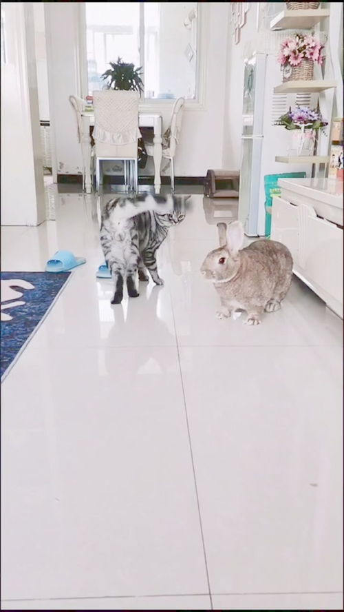 宠物猫怎么走路
