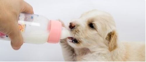 幼犬宠物狗羊奶粉怎么喂