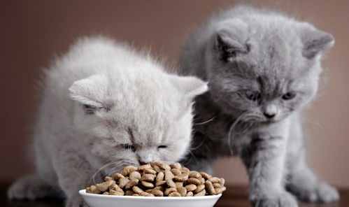 怎么放置宠物猫粮