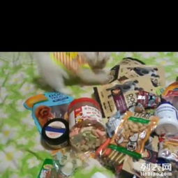 宠物狗零食怎么卖出去