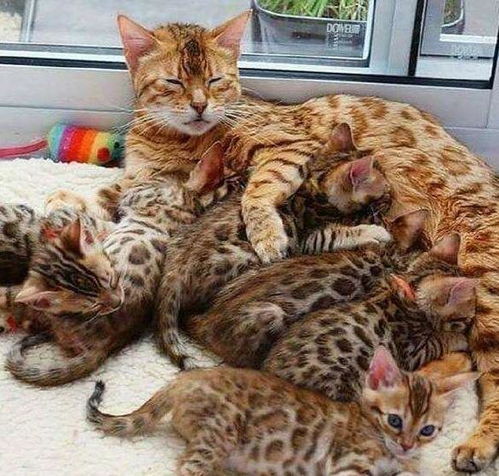 怎么让宠物猫有野性