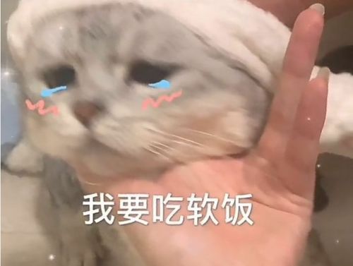 鱼油颗粒怎么喂宠物猫