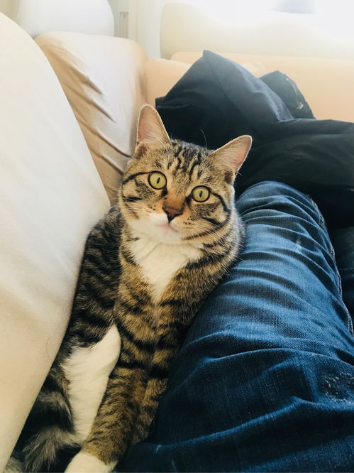 怎么让宠物猫回家