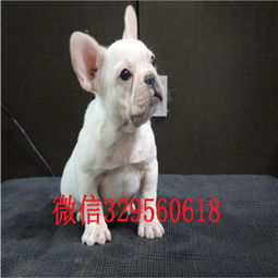 法国斗牛犬多少钱一只