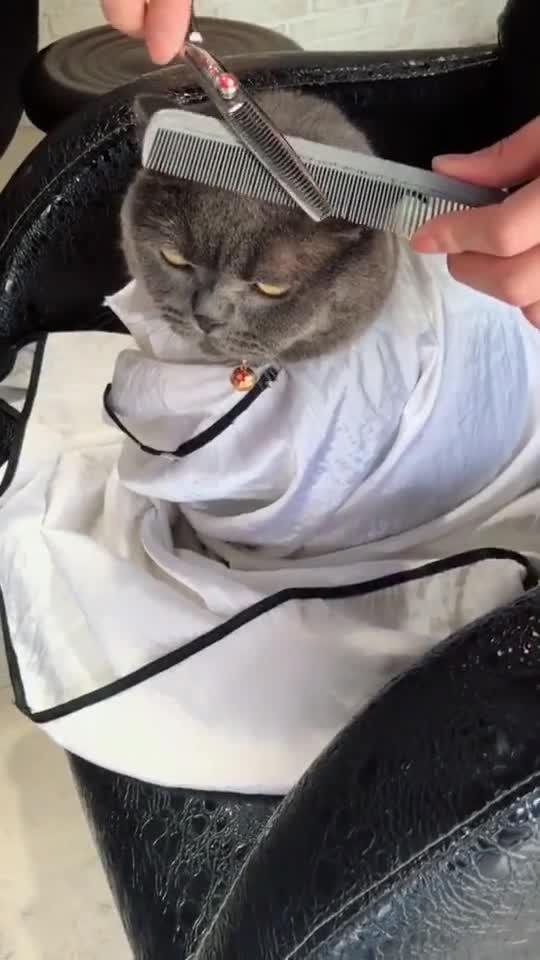宠物猫怎么剪发