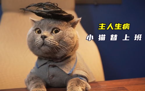 宠物猫让人生病了怎么办
