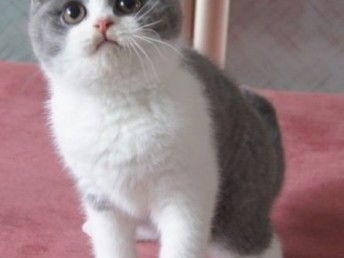 蓝白宠物猫怎么养