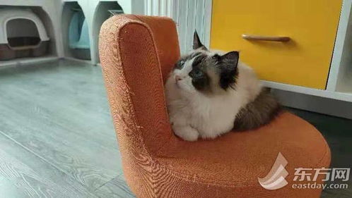 宠物猫咪怎么召回新猫