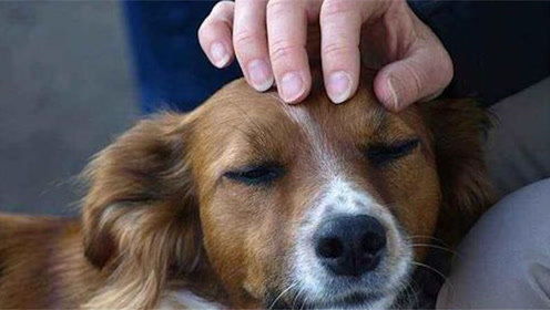 宠物狗不幸离世了怎么办