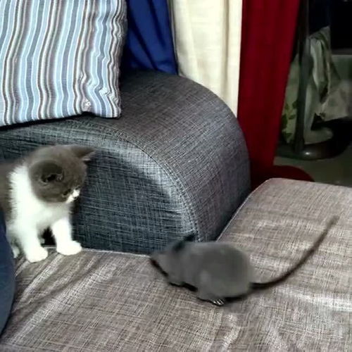 怎么让宠物猫捉老鼠