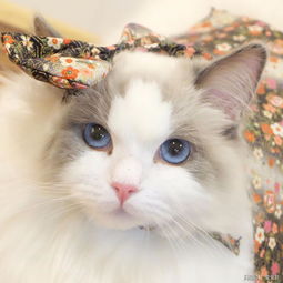 怎么样陪宠物猫