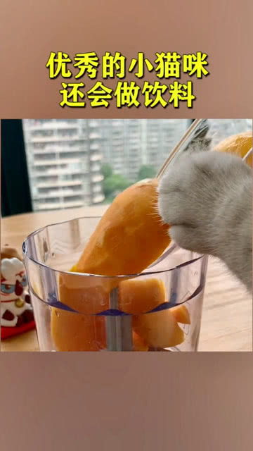 宠物猫做饮料怎么做的呢