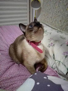 寄养宠物猫怎么养