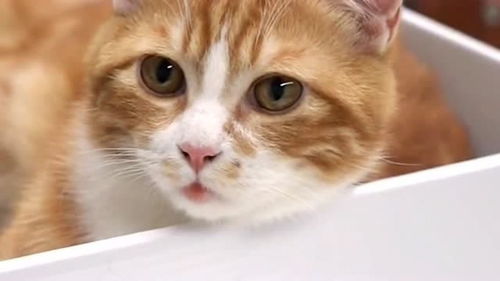 怎么让猫变成宠物猫