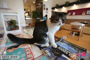 宠物猫店怎么拍摄