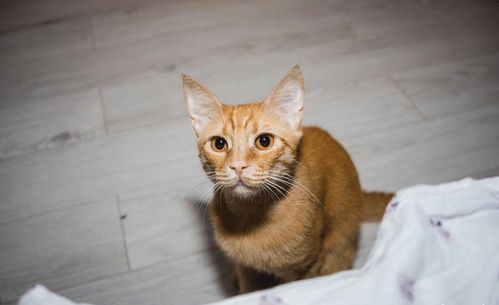 宠物猫怎么变成粘人猫