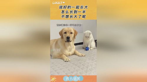 宠物狗不想长大怎么办呢