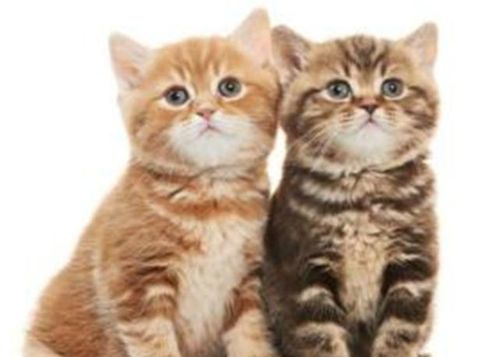 明光宠物猫市场怎么样啊