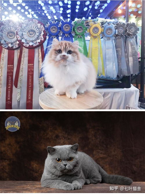 鸡胸肉怎么做给宠物猫吃
