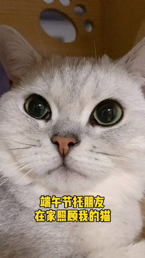 有人虐待宠物猫怎么举报