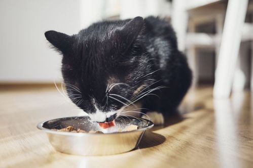 宠物猫怎么吃饭