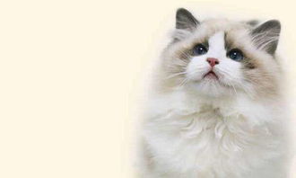 怎么带宠物猫